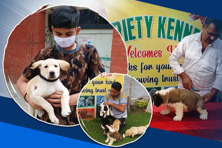 pet-grooming-market-in-karnal