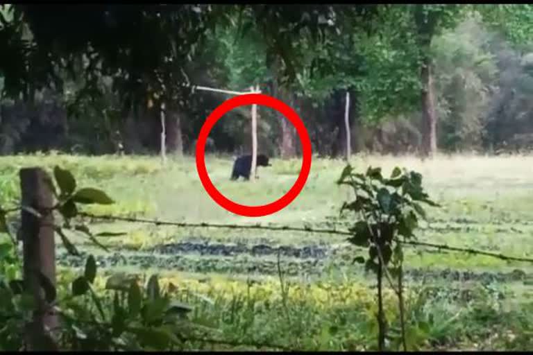 bear in indira garden, पेंड्रा में भालू से दहशत