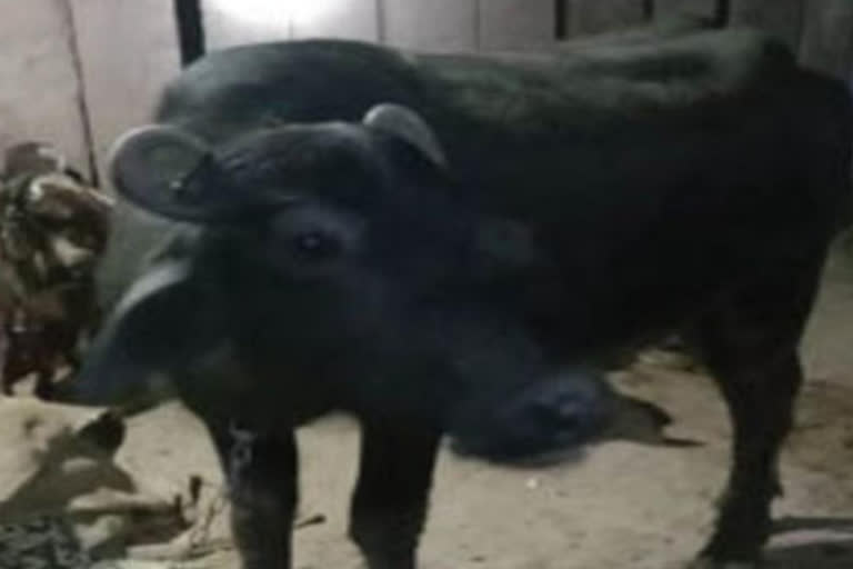 Police resolved after 8 months,  buffalo dispute in Khivansar,  Nagaur buffalo dispute