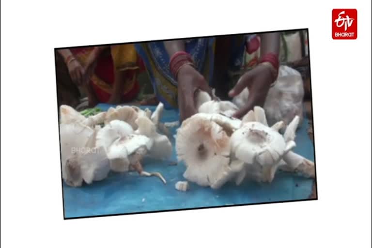 A special story on Mushroom lady from Bihar