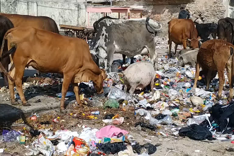 jaipur divisional commissioner, jaipur city cleaning system