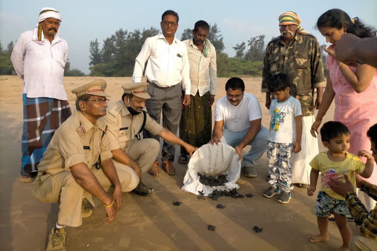 officers  released the baby turtles into the sea at motupalli