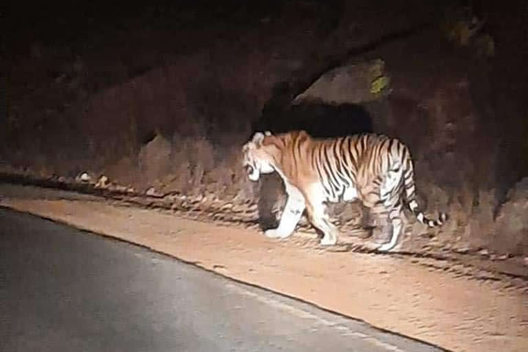 People took a picture as soon as they saw the tiger.