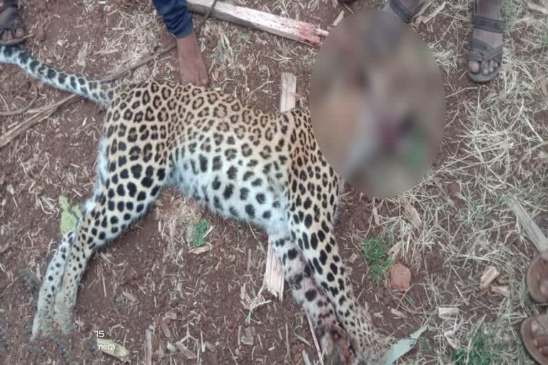 Farmer killed Leopard to escape from attack