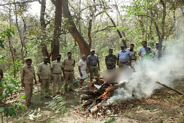 cheetah and cat died at karawara