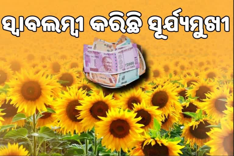 ଜନଜାତିଙ୍କ ମେରୁଦଣ୍ଡ ସଳଖୁଛି ସୂର୍ଯ୍ୟମୁଖୀ, ହେକ୍ଟର ପିଛା 60 ହଜାର ପ୍ରଫିଟ