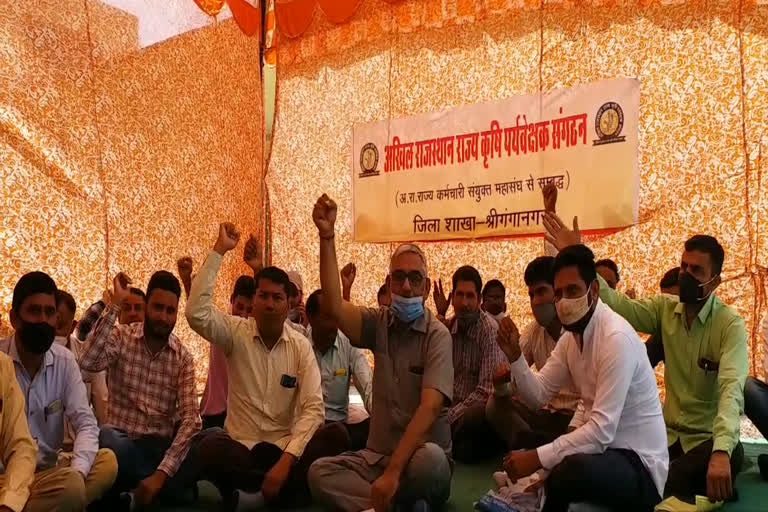 श्रीगंगानगर की ताजा हिंदी खबरें, Agricultural supervisors demand 3600 grade pay