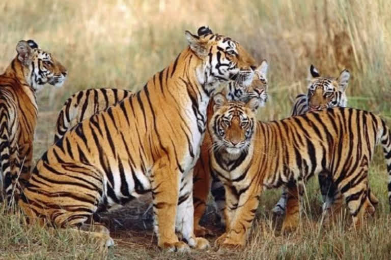 male tiger dead in seoni
