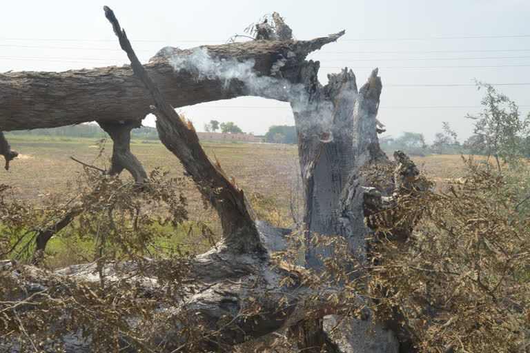 tree dimolished to fire