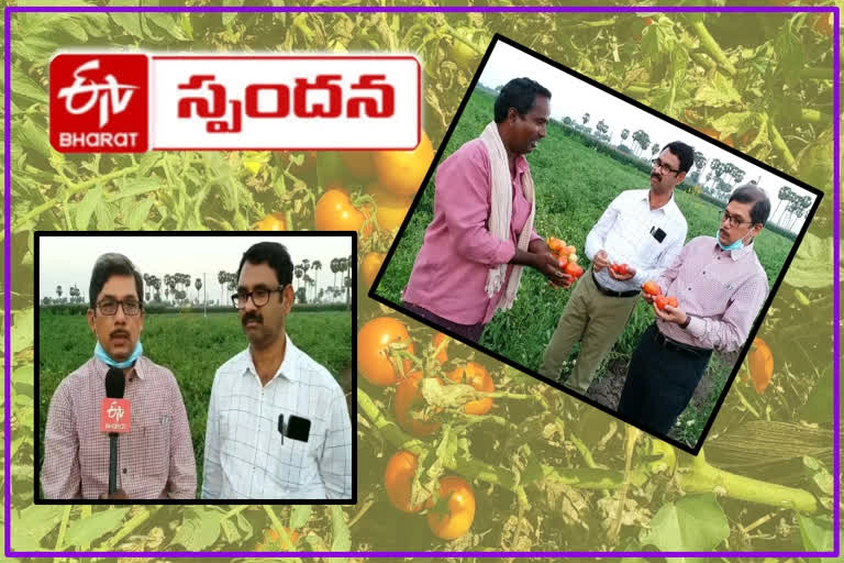 marketing officials responded on mopidevi tomato farmers problems