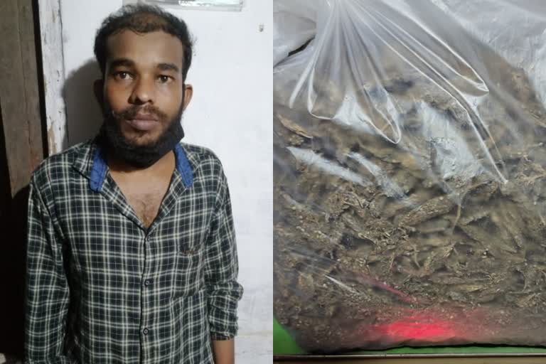 ganja seized in talipparamba  ganja seized in kannur  talipparamba ganja seizure  തളിപ്പറമ്പിൽ കഞ്ചാവ് പിടികൂടി  കണ്ണൂരിൽ കഞ്ചാവ് പിടികൂടി  തളിപ്പറമ്പിൽ കഞ്ചാവ് പിടിച്ചു വാർത്ത