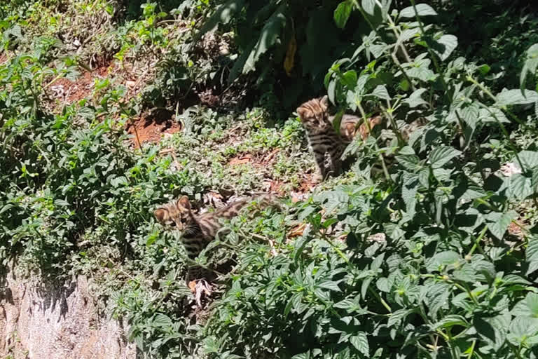 Leopard visit in Wellington, சிறுத்தை குட்டி