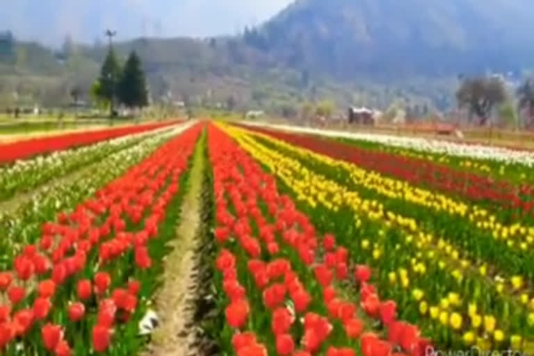 Tulip garden