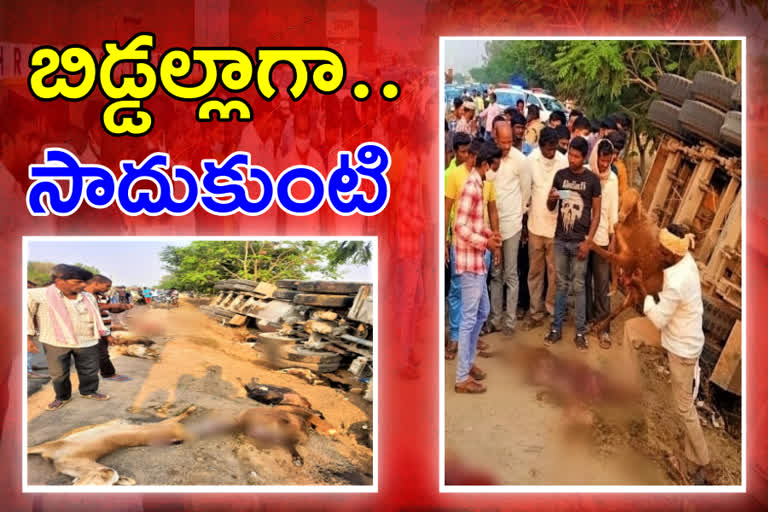 Larry crashes into herd .. 48 sheep killed in sangareddy