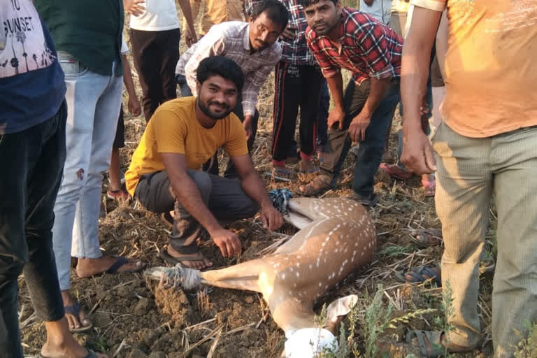 Deer reached the city in search of water