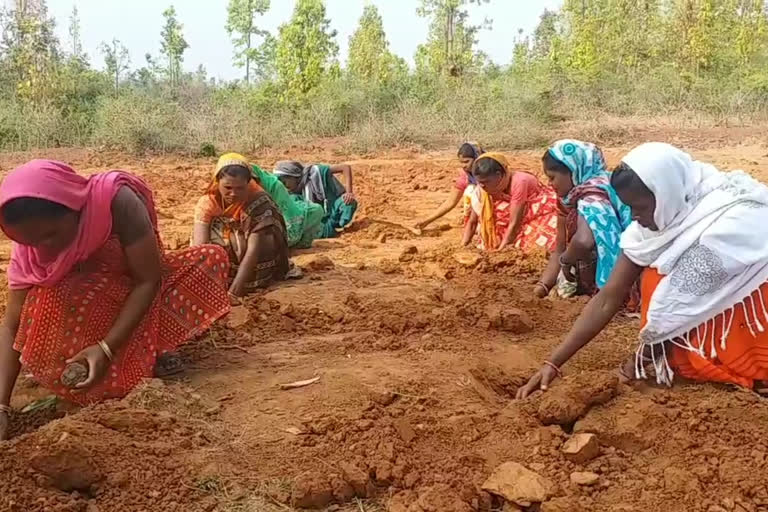 cultivating yam in Gothan