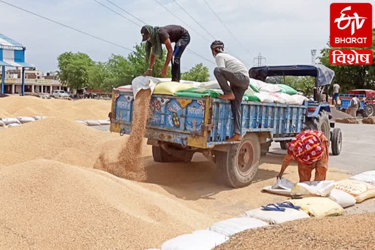 wheat crop directly payment farmers account