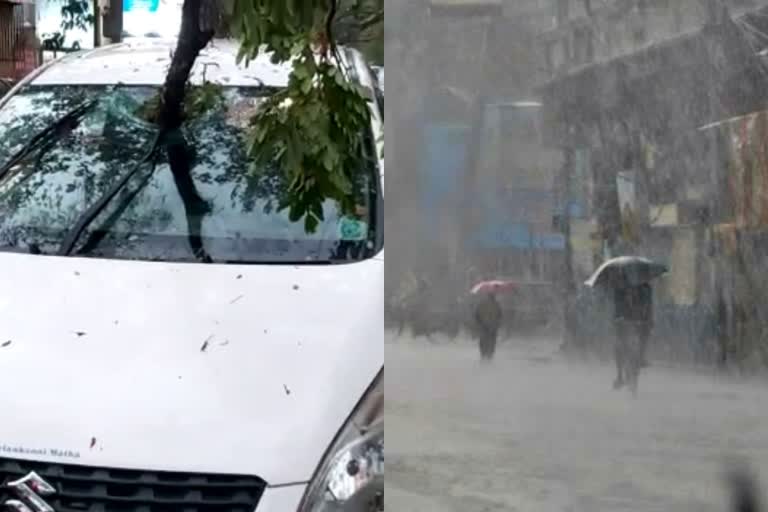 Two injured in tree fall in Kochi due to heavy rain  heavy rain in kochi  കൊച്ചിയിൽ ശക്തമായ കാറ്റ്  മരം വീണ് രണ്ട് പേർക്ക് പരിക്ക്