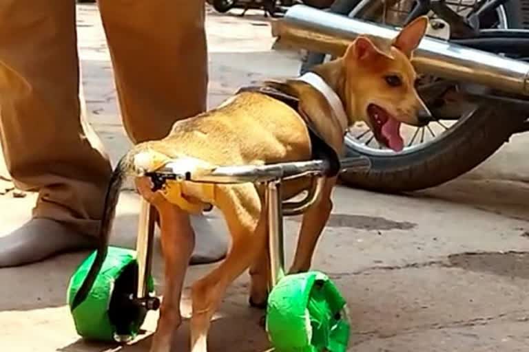 Man arranges wheel stand for street dog which lost two legs