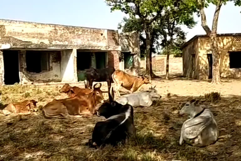 अमरोहा में लावारिस पशु की मौत