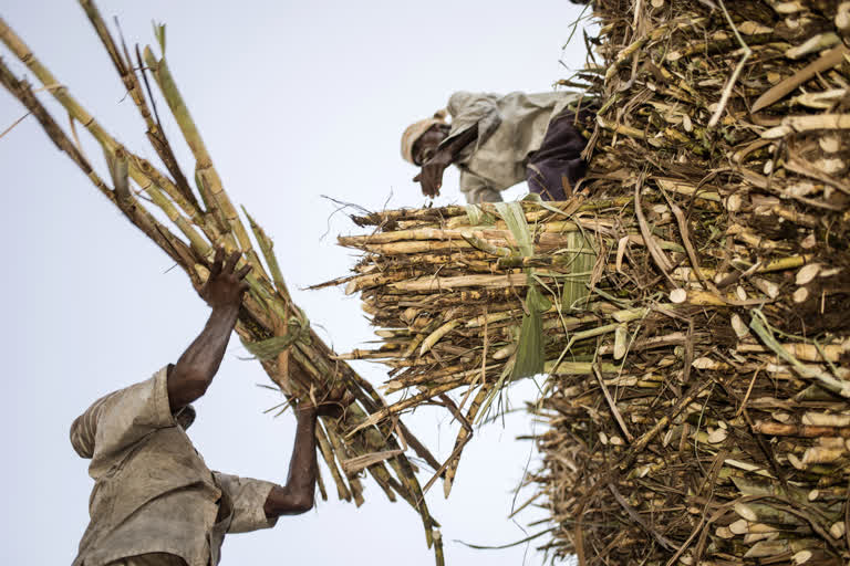 sugarcane