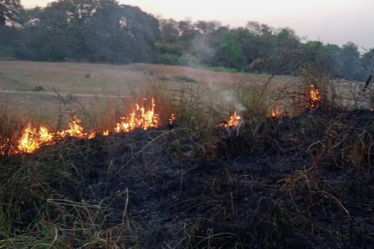 अरहर की फसल में लगी आग.