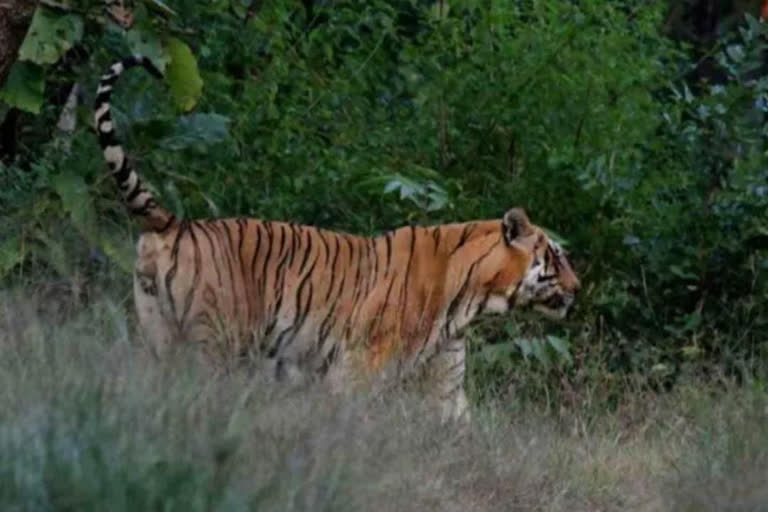 Tigress Sundari