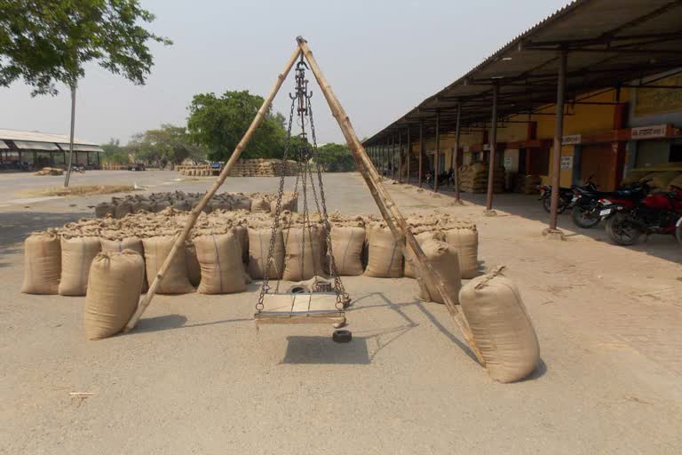 Wheat Purchase Center in khatima