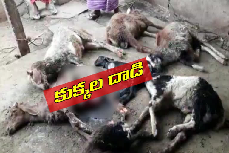 eight goats died due to dogs bite at dinnedevarapadu