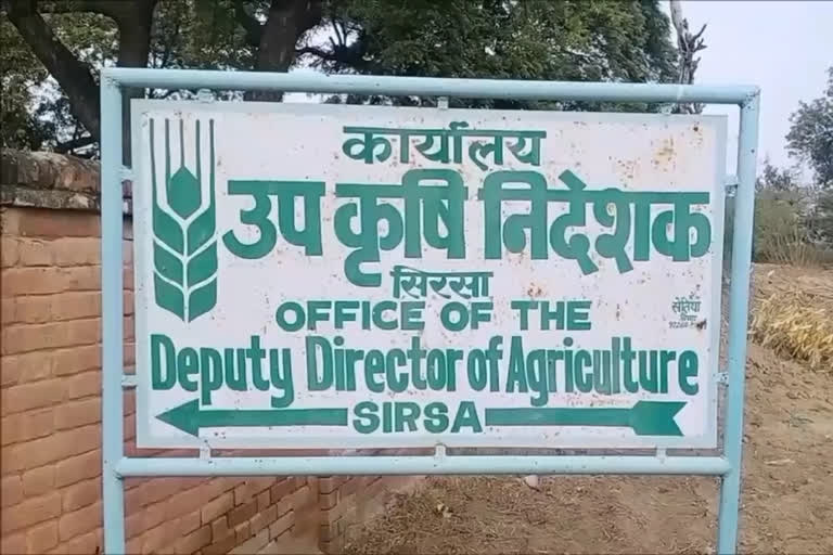 agriculture Dept compensation Sirsa