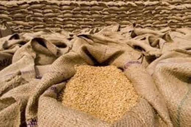 karnal wheat crops arrival