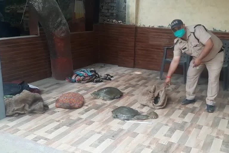 Two women arrested with 16 extinct species of turtles