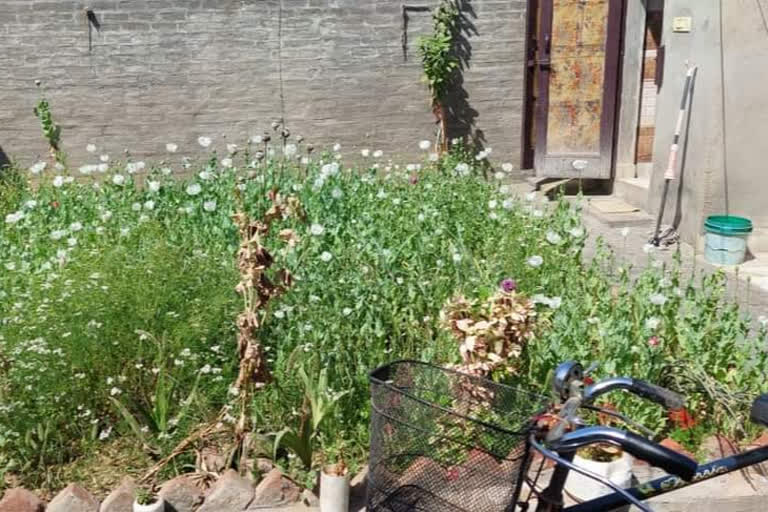 poppy plants grown in home tohana