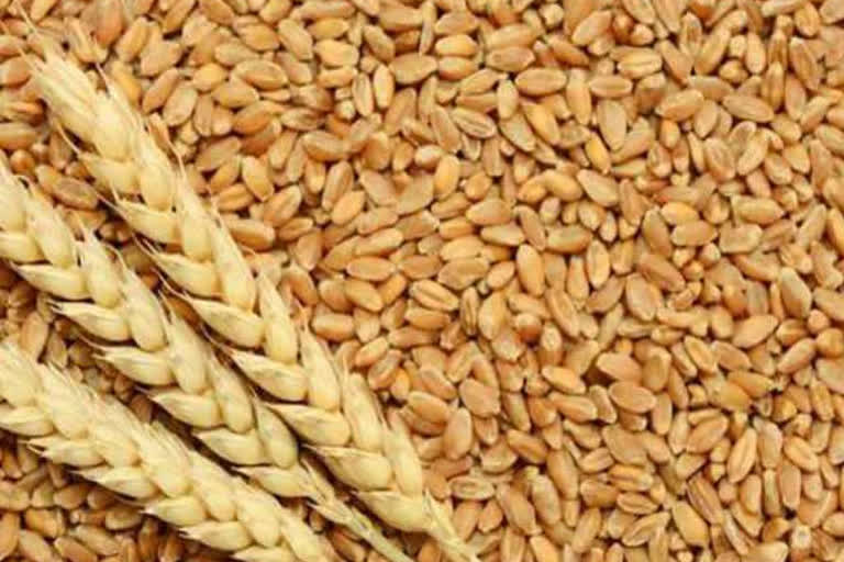 Wheat procurement in Punjab rescheduled from April 10