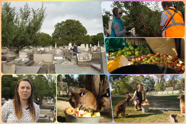 Austraila: Fruit harvested from cemetery feeds local people and animals in Ballarat