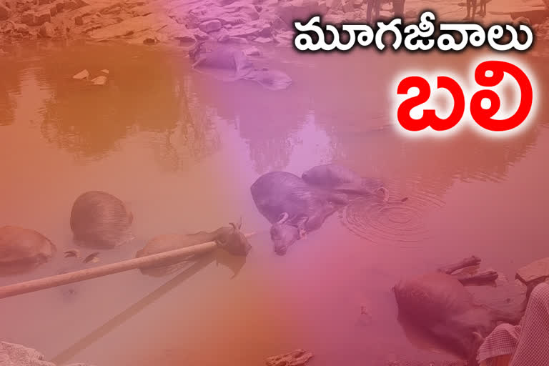 8 buffaloes died at kothapet