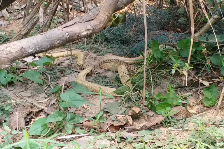 ଜାଲରେ ପଡିଲା ନାଗସାପ