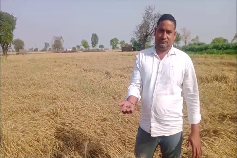 alika village farmer produced black wheat in palwal
