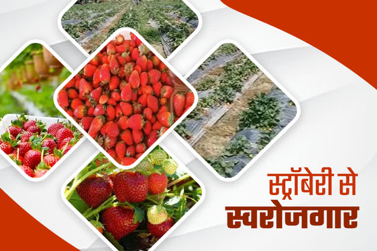 rajesh-started-strawberry-cultivation-in-lockdown