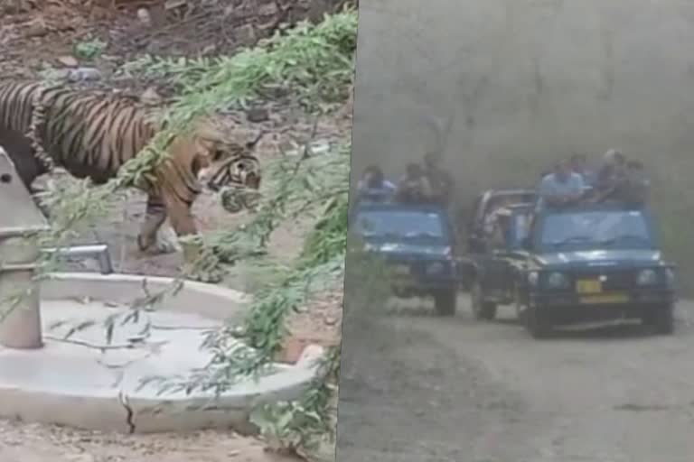 अधिकारियों पर बाघ की मूंछ काटने की खबर वायरल, case of tiger mustache bite in Sariska,  News of tiger's mustache bite on officers viral
