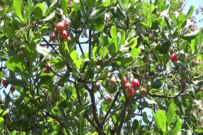 Harvesting of cashew nuts has started in High Range  cashew nuts cultivation in idukki  ഹൈറേഞ്ചില്‍ കശുവണ്ടിയുടെ വിളവെടുപ്പാരംഭിച്ചു  കശുവണ്ടി പരിപ്പ്