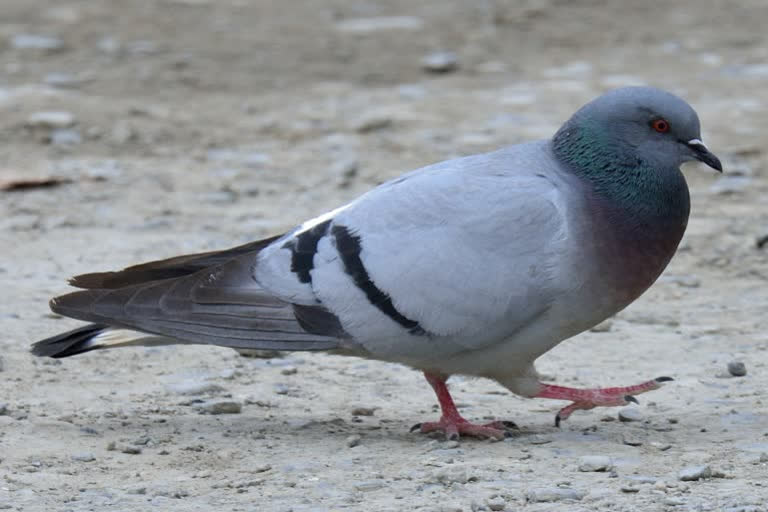 More than 300 pigeons found dead in Bikaner  Pigeons found dead in Bikaner  Dead pigeon bikaner  Bikaner Bird Flu  300ಕ್ಕೂ ಹೆಚ್ಚು ಪಾರಿವಾಳಗಳು ಸಾವು,  ಬಿಕಾನೆರ್​ನಲ್ಲಿ 300ಕ್ಕೂ ಹೆಚ್ಚು ಪಾರಿವಾಳಗಳು  ಬಿಕಾನೆರ್​ ಪಾರಿವಾಳ ಸಾವು ಸುದ್ದಿ  ಬಿಕಾನೆರ್​ ಸುದ್ದಿ