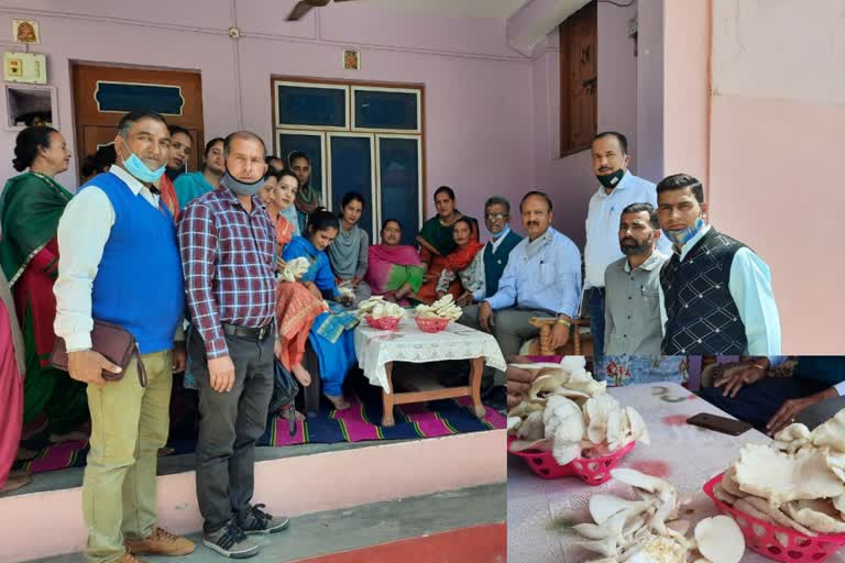 mushroom-production-in-sundernagar