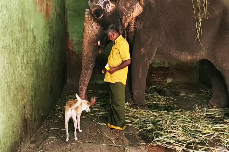 மாயூரநதர் கோயில் யானை  மாயூரநதர் கோயில் யானை நாய் நட்பு  யானை அபயாம்பிகை - நாய் அப்பு  மாயூரநதர் கோயில் யானை அபயாம்பிகை  Mayuranathar Temple Elephant  Mayuranathar Temple Elephant Dog Friendly  Elephant Abhayambikai - Dog Appu  Mayuranathar Temple Elephant Abhayambikai