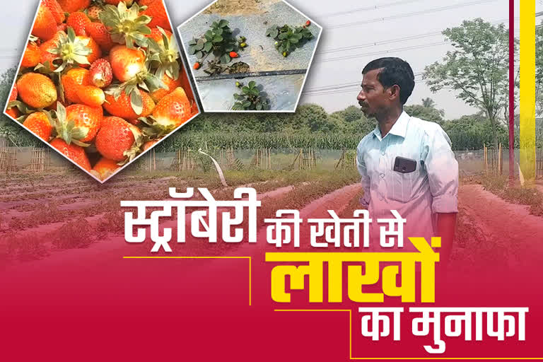 strawberry farming in purnea