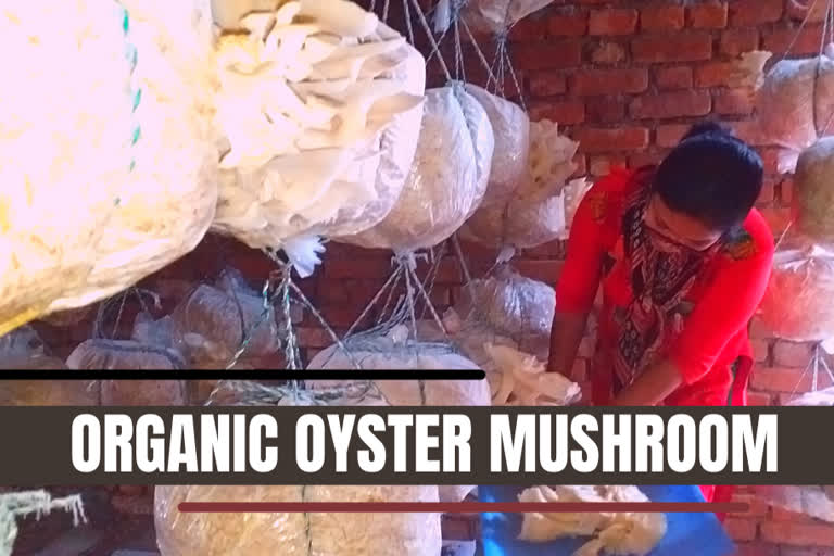 Himachal women earn lakhs by growing organic oyster mushroom