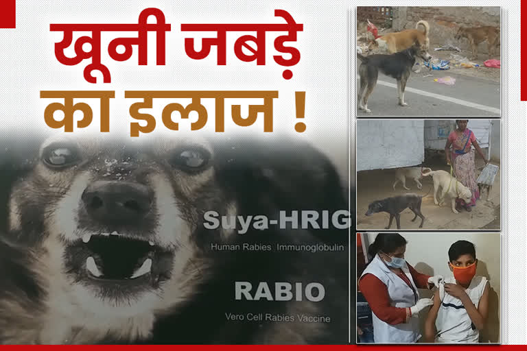 cases of dog byte in Ranchi