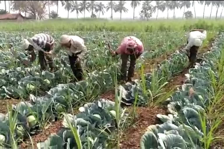 शेती