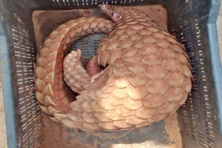 pangolin-rescue