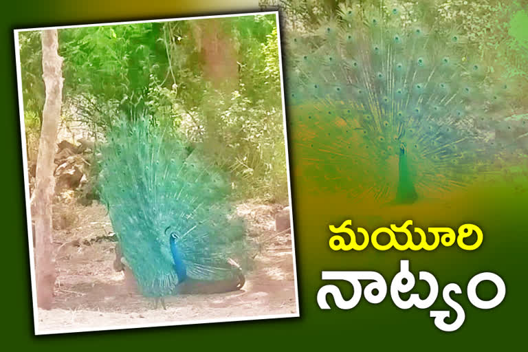 Chinna Koluvai village, peacock dance